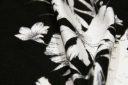Large Black & White Hawaiian Floral Rayon/Spandex Jersey