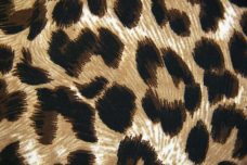 Cheetah Spandex #4