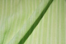 Poly/Cotton Stripe Gauze - Celery